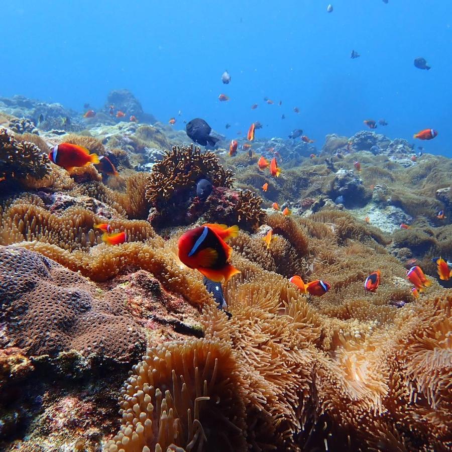 Green Island Ocean Rhythem Dive B&B 綠島海韻民宿 Екстериор снимка
